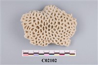 藏品(珊瑚化石)的圖片